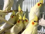 ELBESLEME SULTAN PAPAĞANLARIMIZ