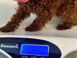 12 Ay 1400 Gram Dişi Gerçek Kore Poodle