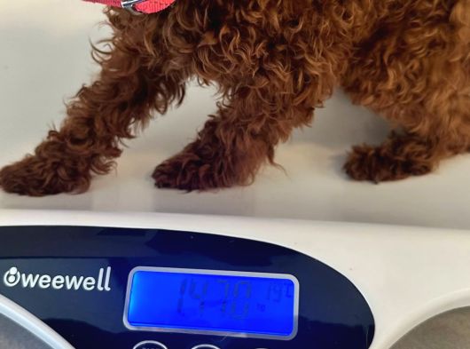 12 Ay 1400 Gram Dişi Gerçek Kore Poodle görsel