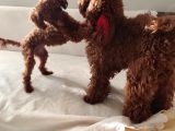 12 Ay 1400 Gram Dişi Gerçek Kore Poodle