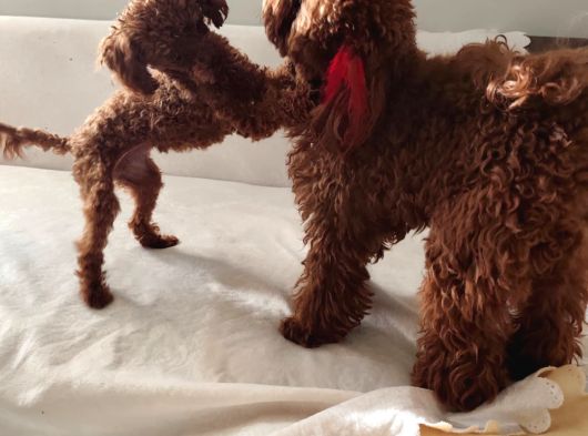 12 Ay 1400 Gram Dişi Gerçek Kore Poodle görsel