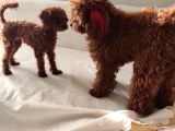 12 Ay 1400 Gram Dişi Gerçek Kore Poodle