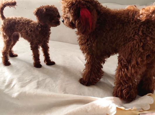 12 Ay 1400 Gram Dişi Gerçek Kore Poodle görsel