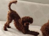 12 Ay 1400 Gram Dişi Gerçek Kore Poodle