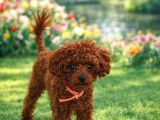 12 ay 1400 gram dişi gerçek Kore poodle