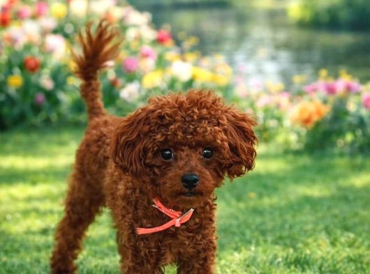 12 ay 1400 gram dişi gerçek Kore poodle