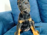 A Kalite Doberman Yavruları