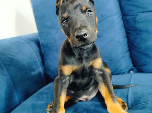 A Kalite Doberman Yavruları görsel
