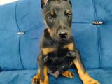 A Kalite Doberman Yavruları