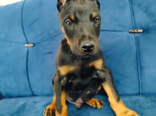 A Kalite Doberman Yavruları görsel