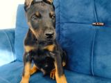 A kalite doberman yavruları