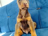 A Kalite Doberman Yavruları