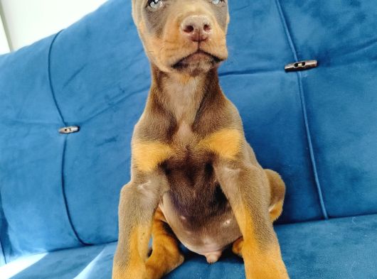 A Kalite Doberman Yavruları görsel