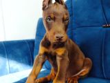 A Kalite Doberman Yavruları