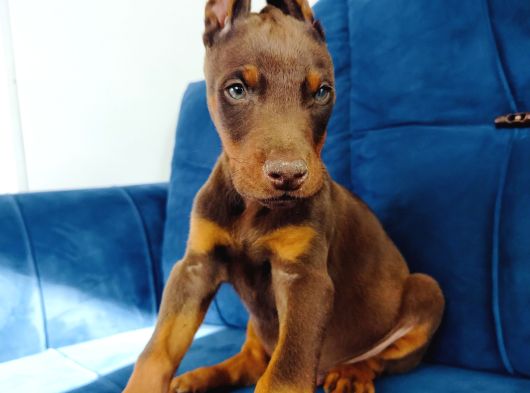 A Kalite Doberman Yavruları görsel
