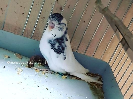 Konuşturmak Eğitmek Için Muhabbet Kuşu görsel