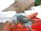 Konuşturmak eğitmek için muhabbet kuşu