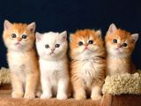 British Shorthair ve Longhair Golden Bebekler