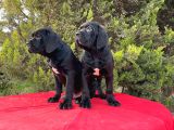 Devasa Secereli Soydan Cane Corso Yavrular