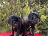Devasa Secereli Soydan Cane Corso Yavrular