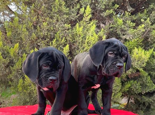 Devasa Secereli Soydan Cane Corso Yavrular görsel