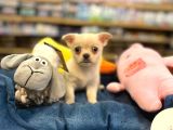 Chihuahua Bebeklerimiz Şivava