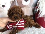 Biblo Toy Poodle Yavrular