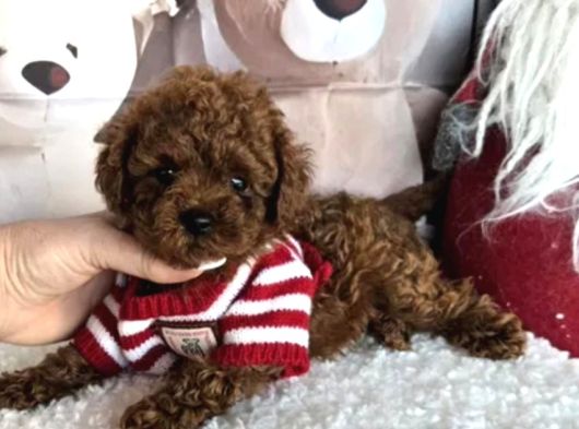 Biblo Toy Poodle Yavrular görsel