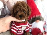 Biblo toy poodle yavrular