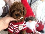 Biblo Toy Poodle Yavrular