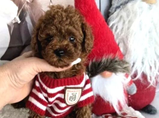 Biblo Toy Poodle Yavrular görsel