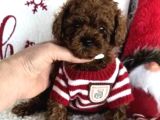 Biblo Toy Poodle Yavrular