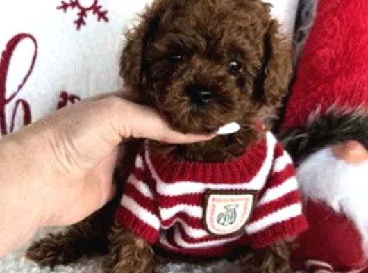 Biblo Toy Poodle Yavrular görsel
