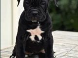 Minik Devler Cane Corso En Iyisi Bizde Var