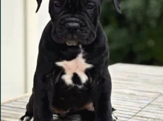 Minik Devler Cane Corso En Iyisi Bizde Var görsel