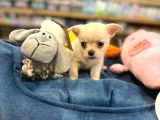 Chihuahua Bebeklerimiz Şivava