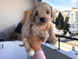 Maltipoo Yavrularımız