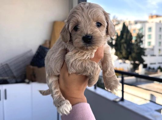 Maltipoo Yavrularımız görsel