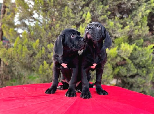 Devasa Secereli Soydan Cane Corso Yavrular görsel