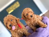 Exlusi̇ve Kore Poodle Yavrular Toy Poodle Yavrular Hazir Ank