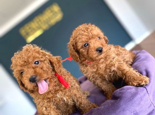 Exlusi̇ve Kore Poodle Yavrular Toy Poodle Yavrular Hazir Ank görsel