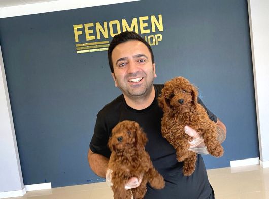 Exlusi̇ve Kore Poodle Yavrular Toy Poodle Yavrular Hazir Ank görsel