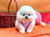 Orji̇nal Pomerani̇an Boo Bebekler