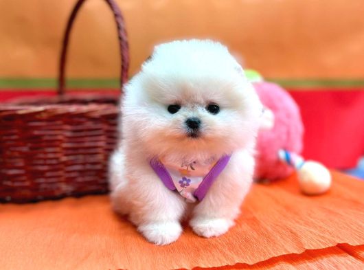 Orji̇nal Pomerani̇an Boo Bebekler görsel