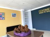 Exlusi̇ve Kore Poodle Yavrular Toy Poodle Yavrular Hazir Ank