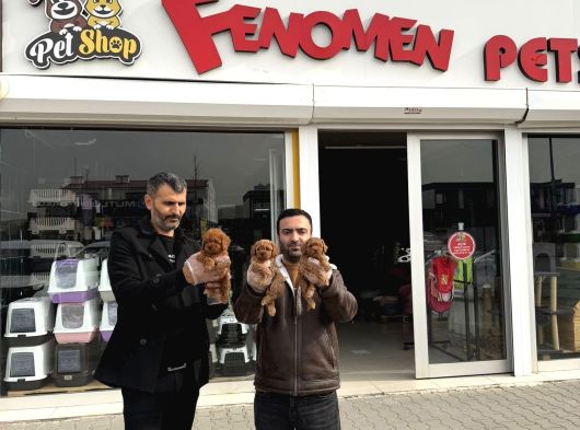 Exlusi̇ve Kore Poodle Yavrular Toy Poodle Yavrular Hazir Ank görsel