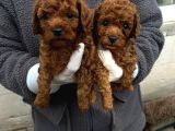 Exlusi̇ve Kore Poodle Yavrular Toy Poodle Yavrular Hazir Ank