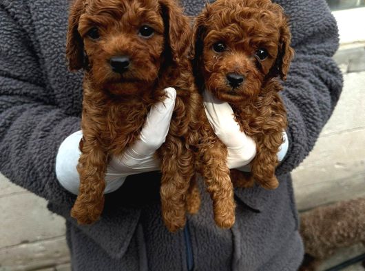 Exlusi̇ve Kore Poodle Yavrular Toy Poodle Yavrular Hazir Ank görsel