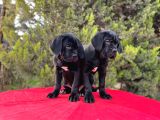 Devasa Secereli Soydan Cane Corso Yavrular
