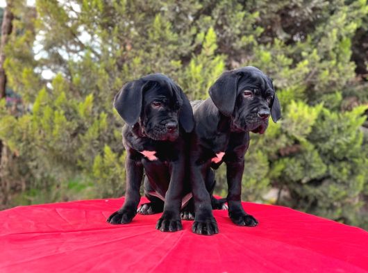 Devasa Secereli Soydan Cane Corso Yavrular görsel